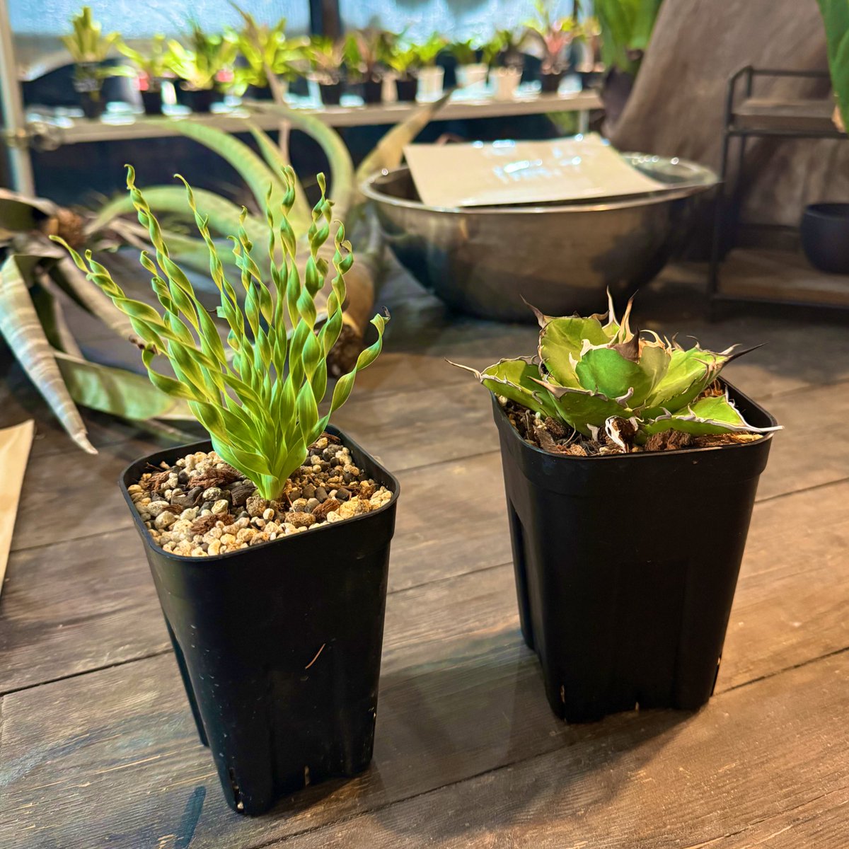 昨日お迎えした
アルブカ・コンコルディアナ
アガベ・ハデス

いらっしゃい☺️
もう植物棚はパンパン🪴🪴