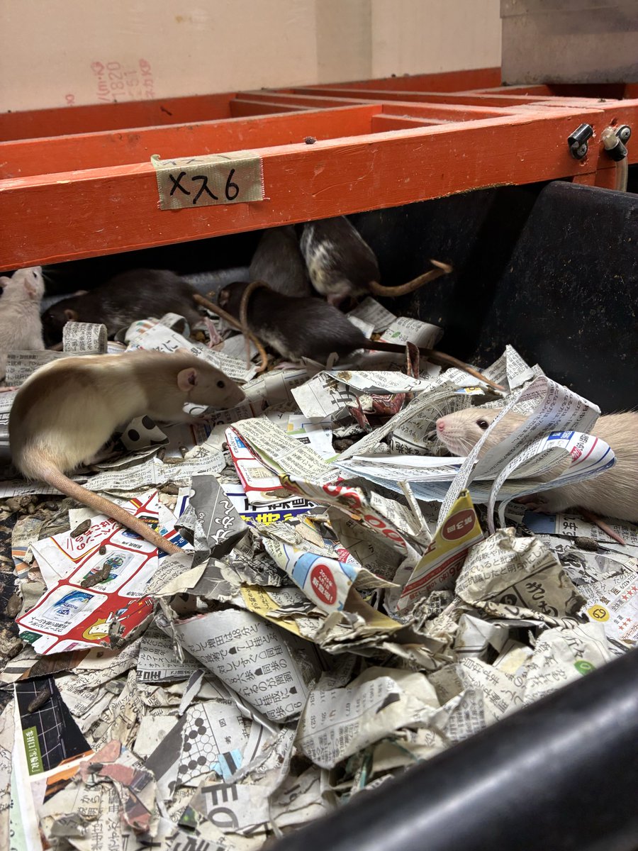 床材の新聞紙もすぐねぇし

本当に二度手間