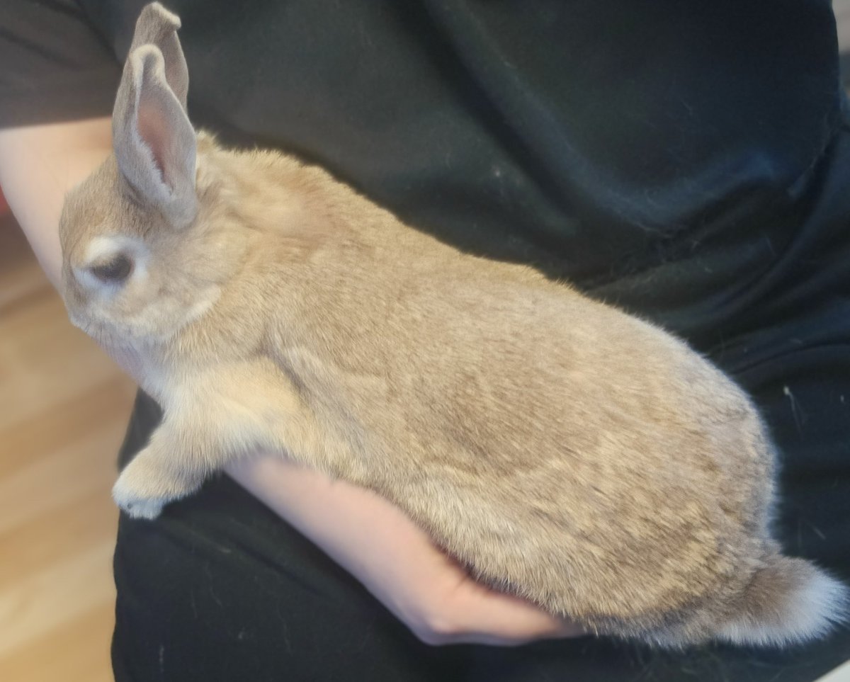 alvintherabbit's tweet image. 어제 한 시간 정도 이러고 누워 있었음 순딩이.. 앞발 하나 삐져 나온 게 너무 웃겼어