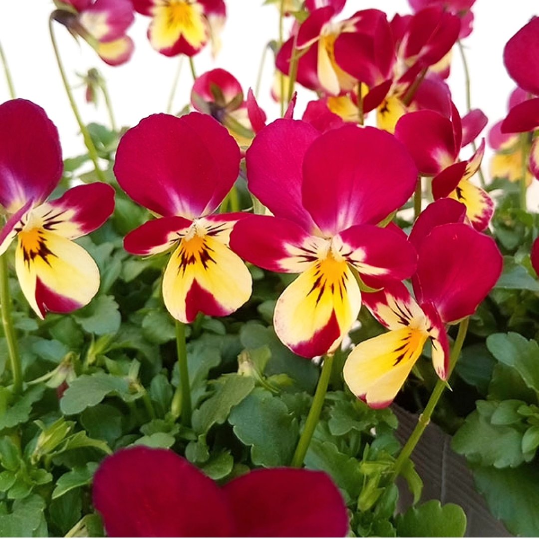 花y…ページです•*¨*•.¸¸☆ 切手の博物館 on X