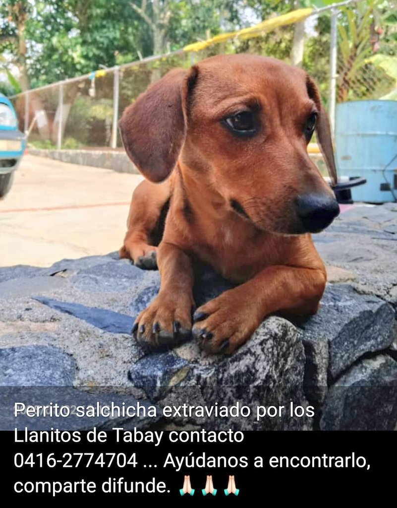 Mary_Jar's tweet photo. Atención! Reporta @SOSFaunaMerida
Mérida/ Tabay. Peludito extraviado.
Gracias a todos por difundir.
@PerroUsuario https://t.co/kAlrXRj10q