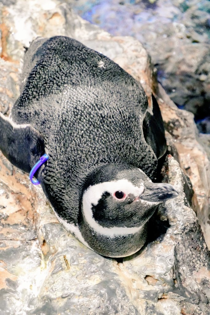 ❌水族館好き(❁ᴗ͈ˬᴗ͈)水族館の生き物 ❌水族館好き(❁ᴗ͈ˬᴗ͈)水族館の生き物 水族館の美しい生きもの