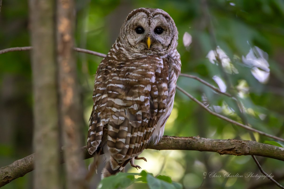 CSDCPhoto's tweet image. Barred Owl with the chipmunk it was watching after eating the mole from the last post, notice the legs sticking out the bottom.  Barred Owls can consume about 10% their body weight in a single feeding session.  This owl eating a couple rodents in quick succession is a good sign…