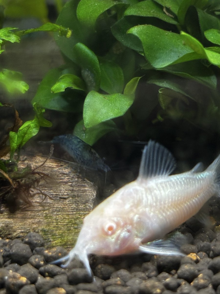 本日のエビさんとコリドラスさん。
※私はエビアレルギーです。