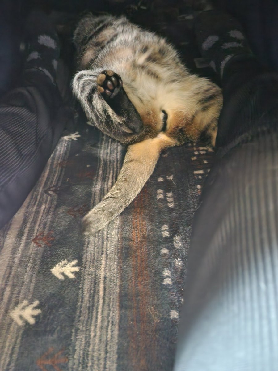 KINGIN9319's tweet image. 今年も冬の名物【コタツねこ】の季節になりました。
 #ねこ
 #こたつねこ