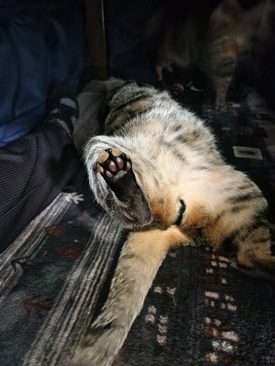 KINGIN9319's tweet image. 今年も冬の名物【コタツねこ】の季節になりました。
 #ねこ
 #こたつねこ