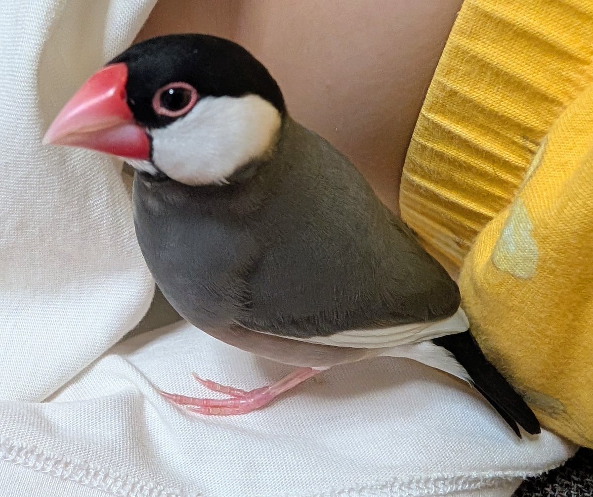 【拡散希望】
桜文鳥の迷子情報です

場所：愛知県名古屋市中村区
日時：25/10/27  21時半頃
名前：ピク
特徴：慣れた人には手、肩、頭、足の甲など乗ります

情報お持ちの方、下記までご連絡を
npotsubasa@tsubasa0615.org
情報拡散のご協力お願いします