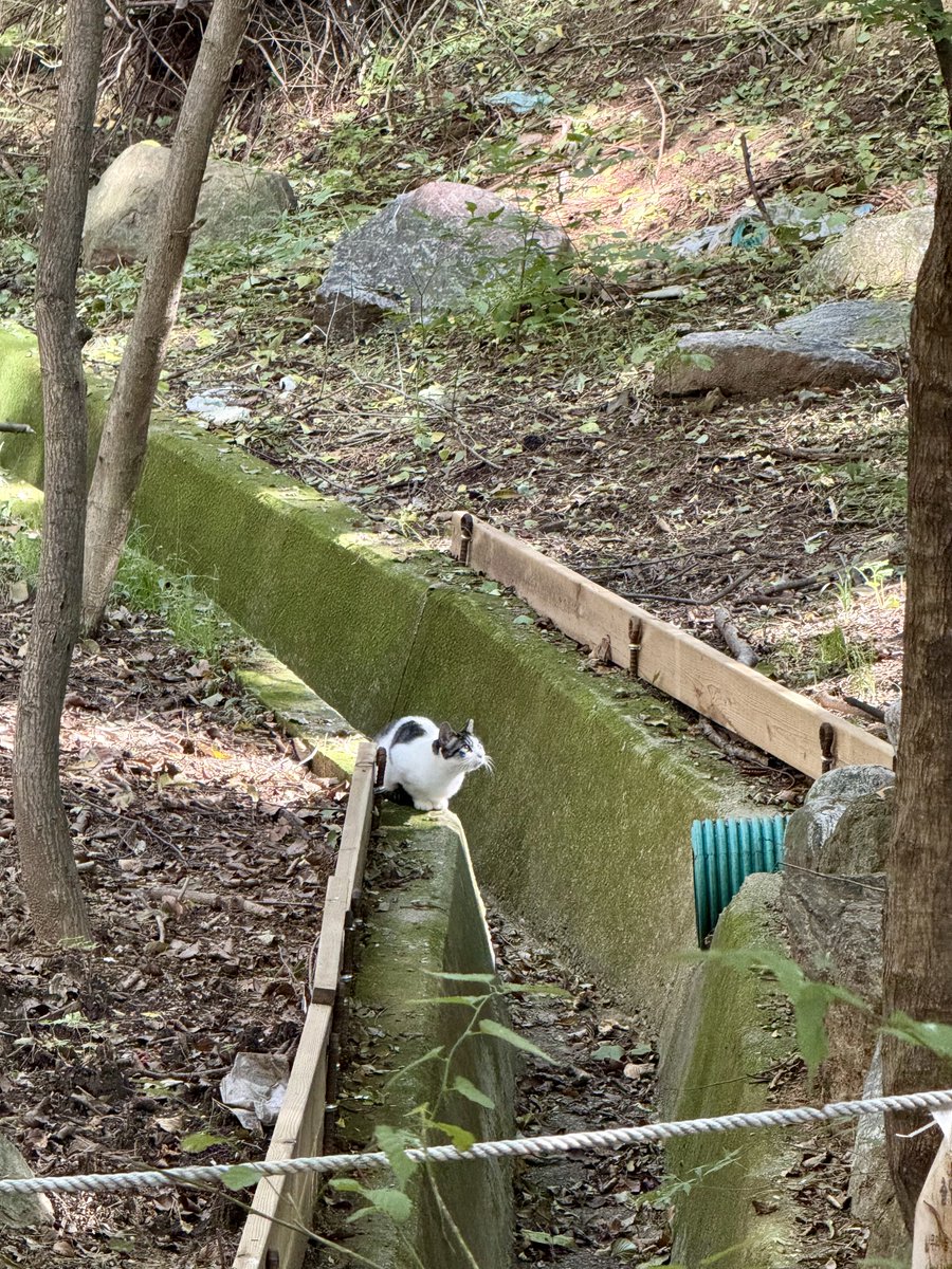 매일 어치를 만나는 계절
그리고 고양이 보면서 철봉하기