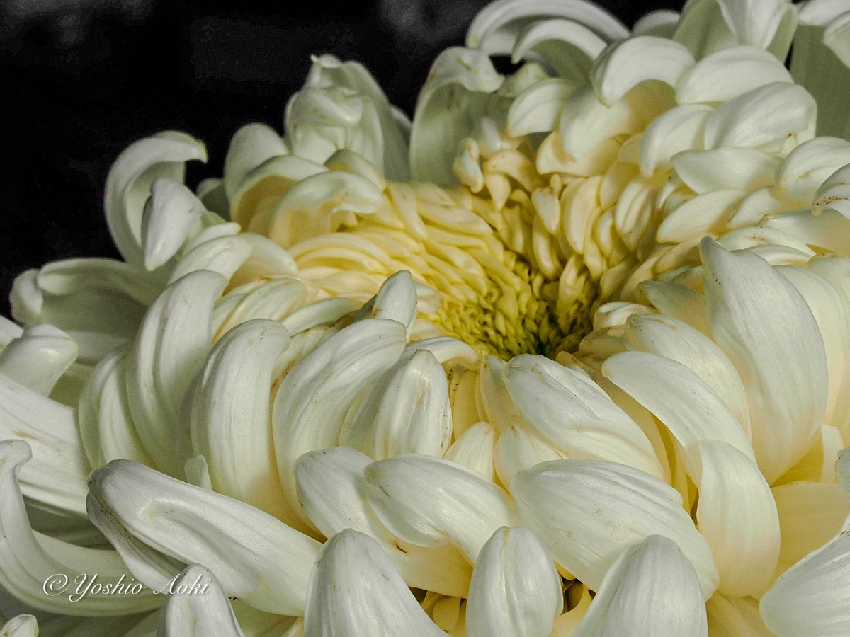 カリメロ花子　フォロー割 Flower MJ（花業界のマーケティングジャーナル）さんのVol.8&9は