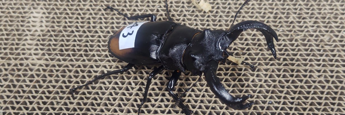 カ～ジマン　ありがとうございます。 ステンレス製万能タイプはさみマルチョキ S-501N | ベストツール