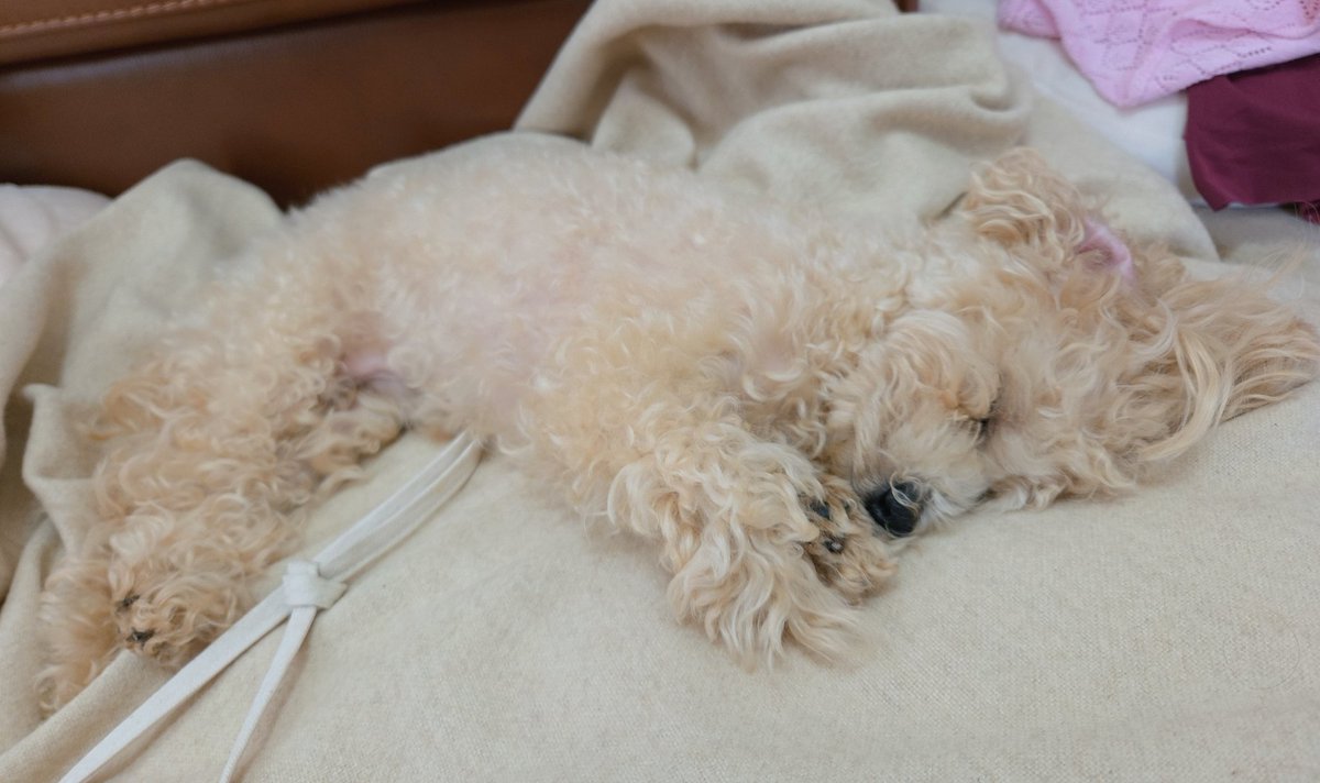 cococococandy's tweet image. はぁ～♡穏やかな時間❤️
尊い🤦‍♀️💓