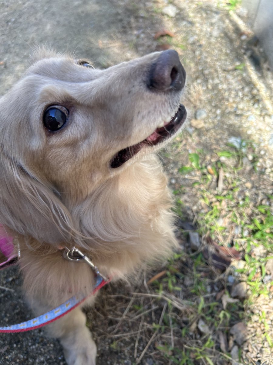 チョーちゃん 🥟 RECOMMEND 🥟 ／ モニョチタポミチ 「ぎょうざちゃん