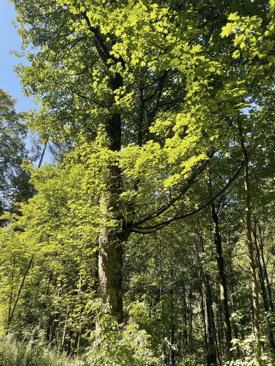 geraldseny's tweet photo. Trees give peace to the souls of men…🌳🌏 #thicktrunktuesday 

– Nora Waln https://t.co/ZsZTRQKihE