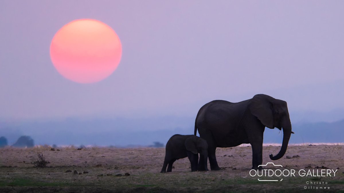 outdoorgallery_'s tweet photo. 🚙 Self Drive Photo Safari From the Cape to Mana Pools 🌍📸

Dusty roads, baobabs, Kariba sunsets &amp; wild encounters made this self-drive photo safari a dream. View images &amp; join our next Photo Tour 👉 https://t.co/CPleU4PE1L

#ManaPools #Wildlife #WildlifePhotography #Photography https://t.co/3oRO8qlGCN