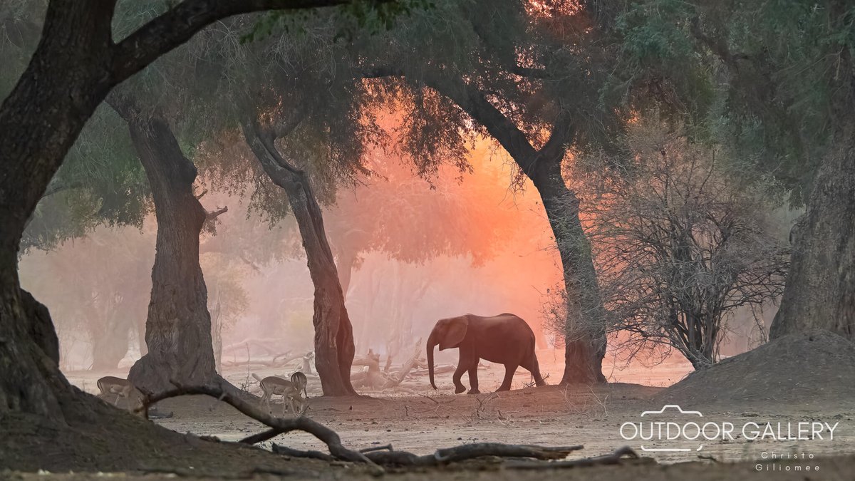 outdoorgallery_'s tweet photo. 🚙 Self Drive Photo Safari From the Cape to Mana Pools 🌍📸

Dusty roads, baobabs, Kariba sunsets &amp; wild encounters made this self-drive photo safari a dream. View images &amp; join our next Photo Tour 👉 https://t.co/CPleU4PE1L

#ManaPools #Wildlife #WildlifePhotography #Photography https://t.co/3oRO8qlGCN