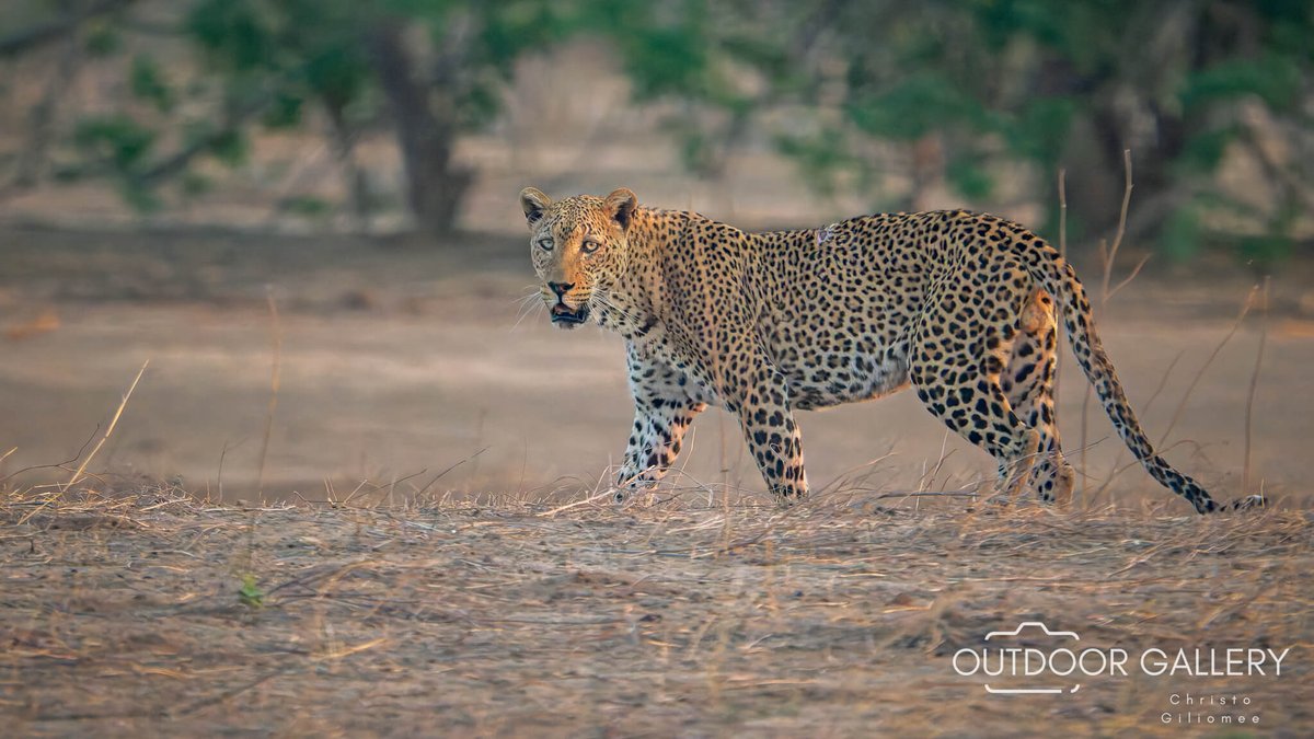 outdoorgallery_'s tweet photo. 🚙 Self Drive Photo Safari From the Cape to Mana Pools 🌍📸

Dusty roads, baobabs, Kariba sunsets &amp; wild encounters made this self-drive photo safari a dream. View images &amp; join our next Photo Tour 👉 https://t.co/CPleU4PE1L

#ManaPools #Wildlife #WildlifePhotography #Photography https://t.co/3oRO8qlGCN