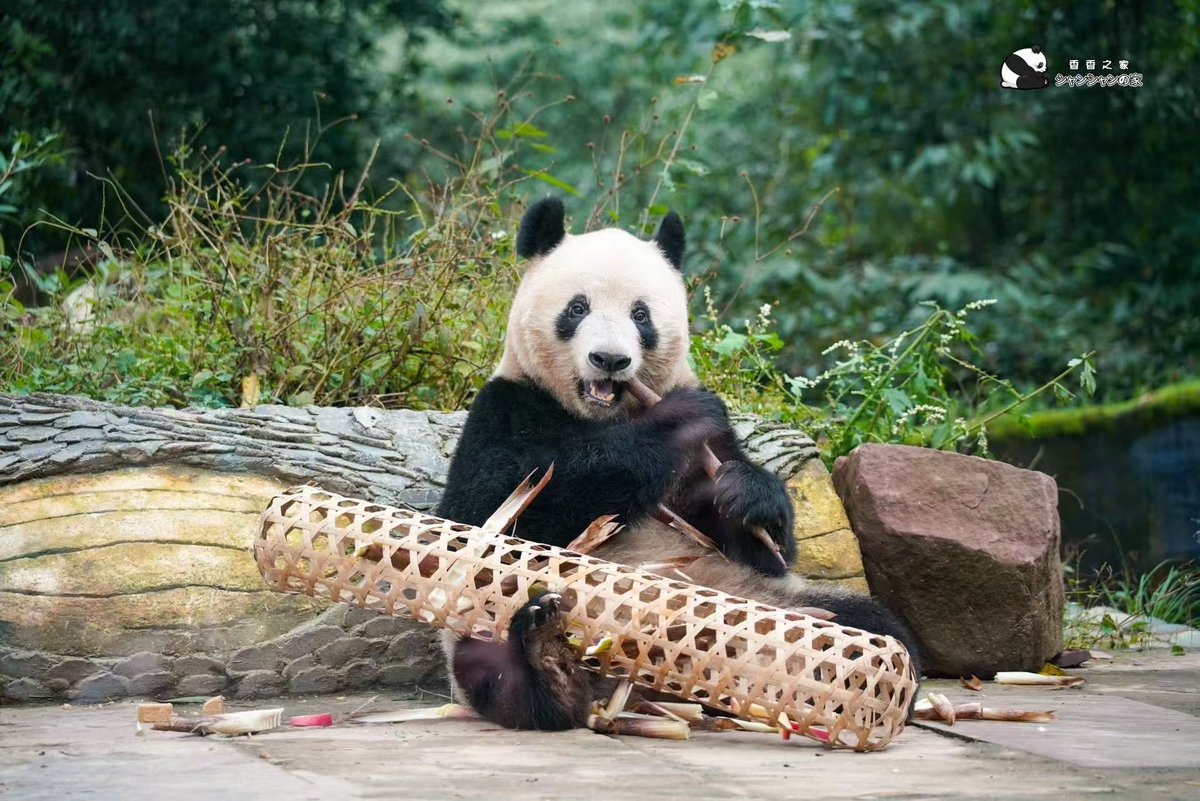 今日は「国際パンダデー」です。ランランお姉さんが香香姫のために新しいおもちゃを用意しました。香香のあの小さな目、うっとりして得意そうな様子、本当に可愛いです❗️😊💓