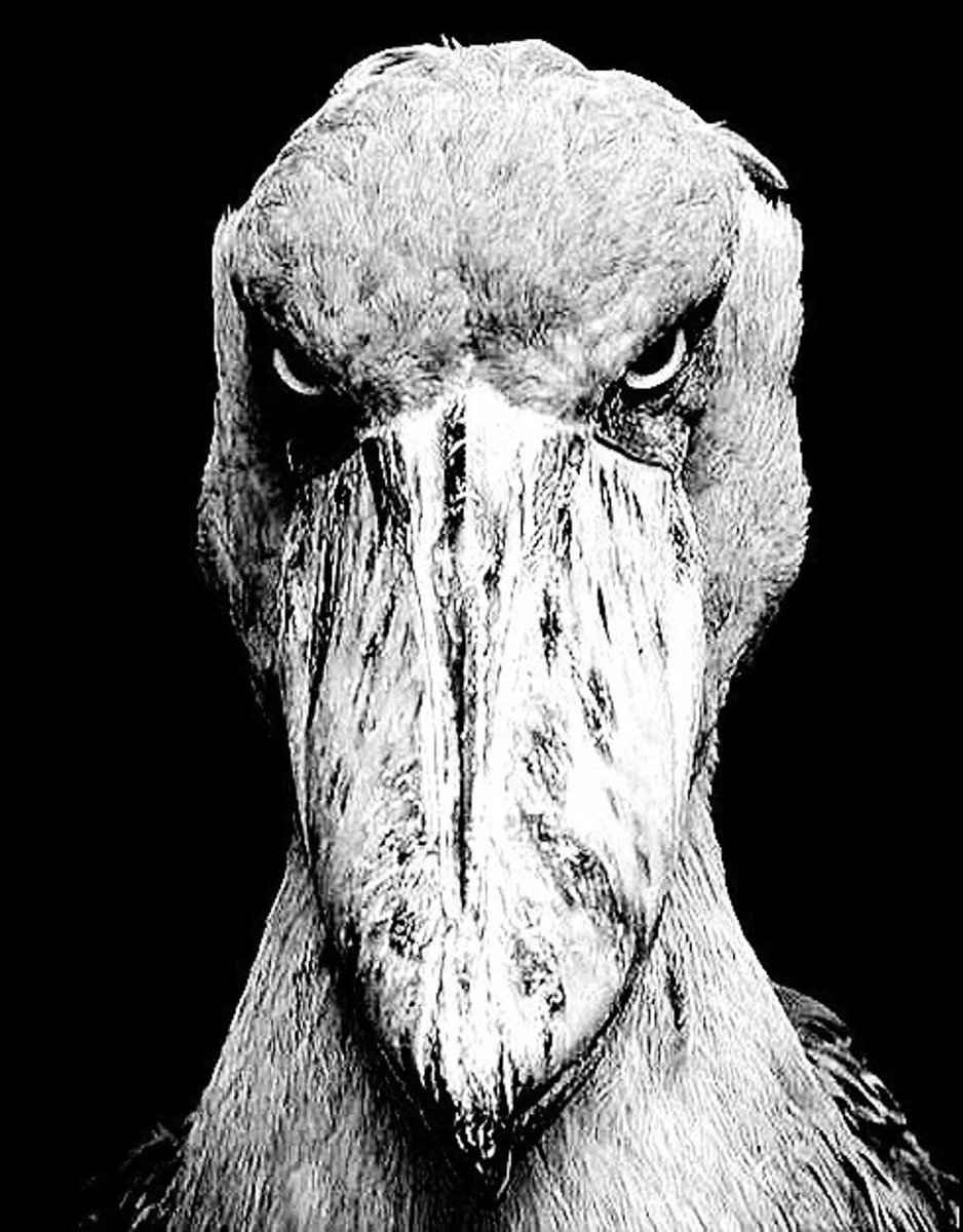 anci_ci's tweet image. Me every time someone unfollows me