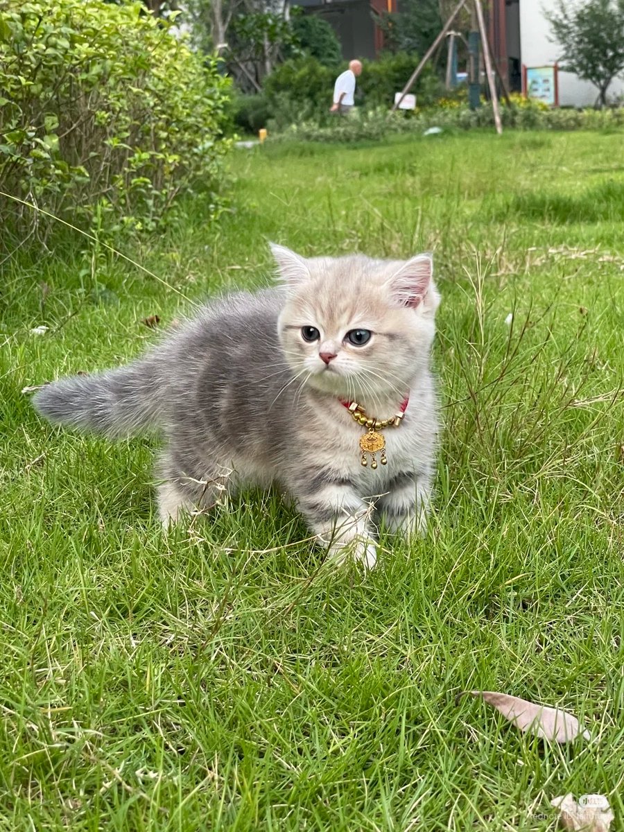 No Context Cats tweet media