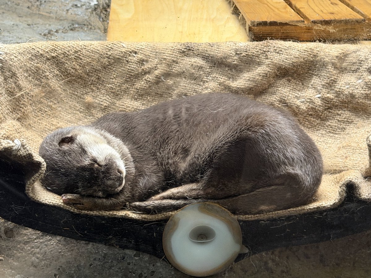 Otaru Aquarium ✨🦦