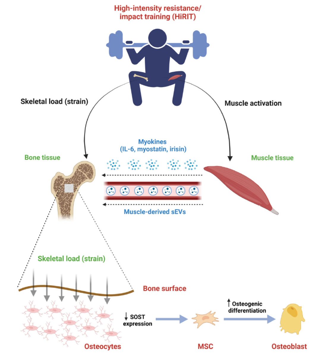 EL ENTRENAMIENTO DE FUERZA COMO PILAR EN LA SALUD ÓSEA POSMENOPÁUSICA El ejercicio físico constituye una estrategia fundamental para la salud ósea posmenopáusica. Los programas que incluyen ejercicios de equilibrio reducen las caídas, mientras que el entrenamiento de fuerza e
