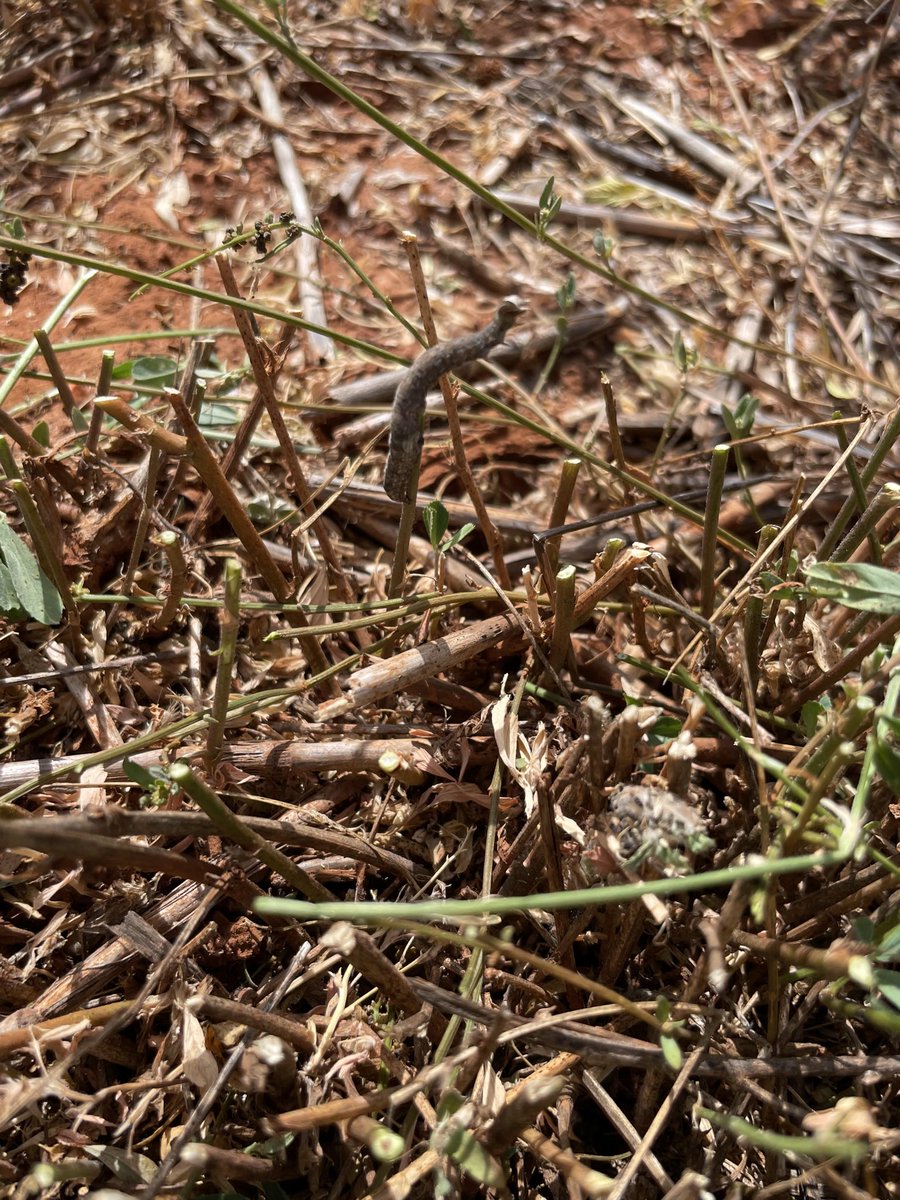 Is it moisture stress, or pests and predators? 🐞
 
With spring staying stubbornly dry across the Central West, our CWFS team has been out at the Fettell Centre with our Lucerne Project, monitoring pest pressure, beneficial insects, and weed activity and we’re seeing plenty of