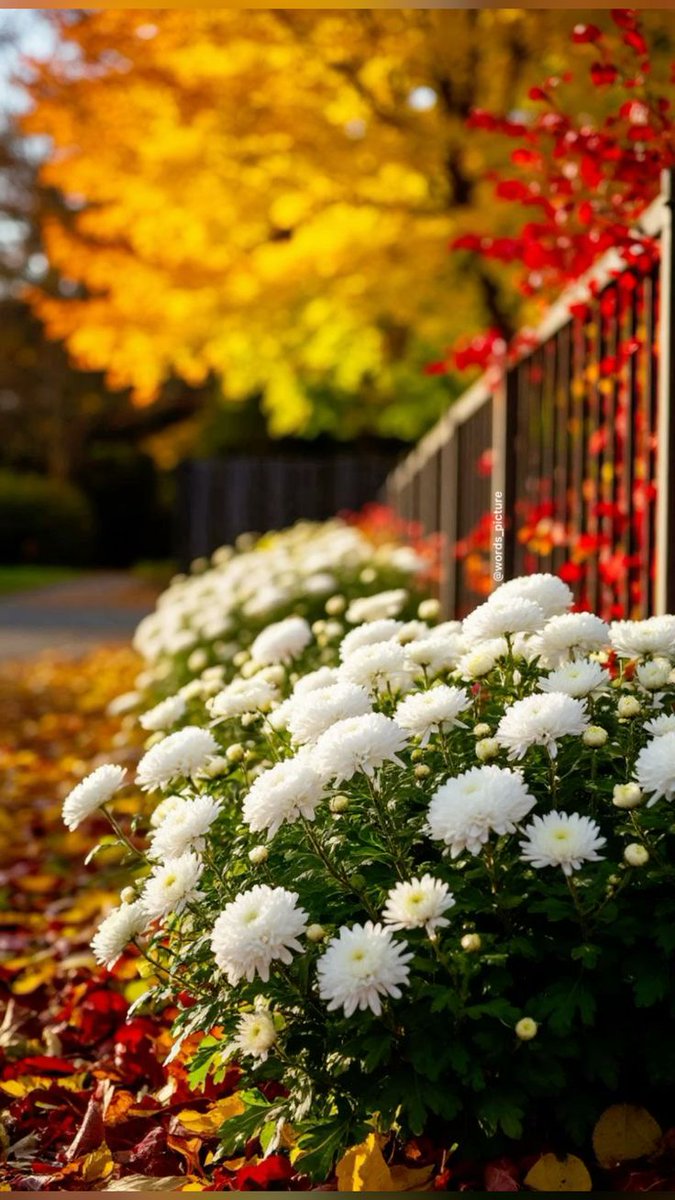 💞🍃Good morning 🌅☕🍏 my dear friends.💖 Happy Tuesday.☀️🦋🎶🌸 Have a blessed day 🌿🕊️ Enjoy.🌻🦚💞