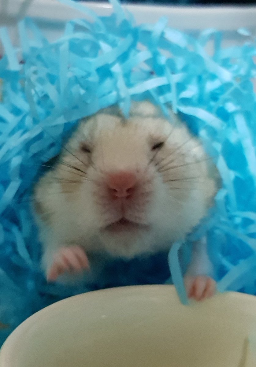 계정 만든 지 오래됐다보니 더이상 활동 안 하는 팔로워분들이 많아서 팔로워 날아가는 건 신경 안 쓰는데 이러다가 내 계정도 날아갈까봐 두려움.. 나 이제 늙어서 애들 사진 하나 하나 다시 올릴 에너지가 없단 말이야.. 감자대추봄동낑깡버터알밤달걀의 기록을 빼앗지 말아줘..