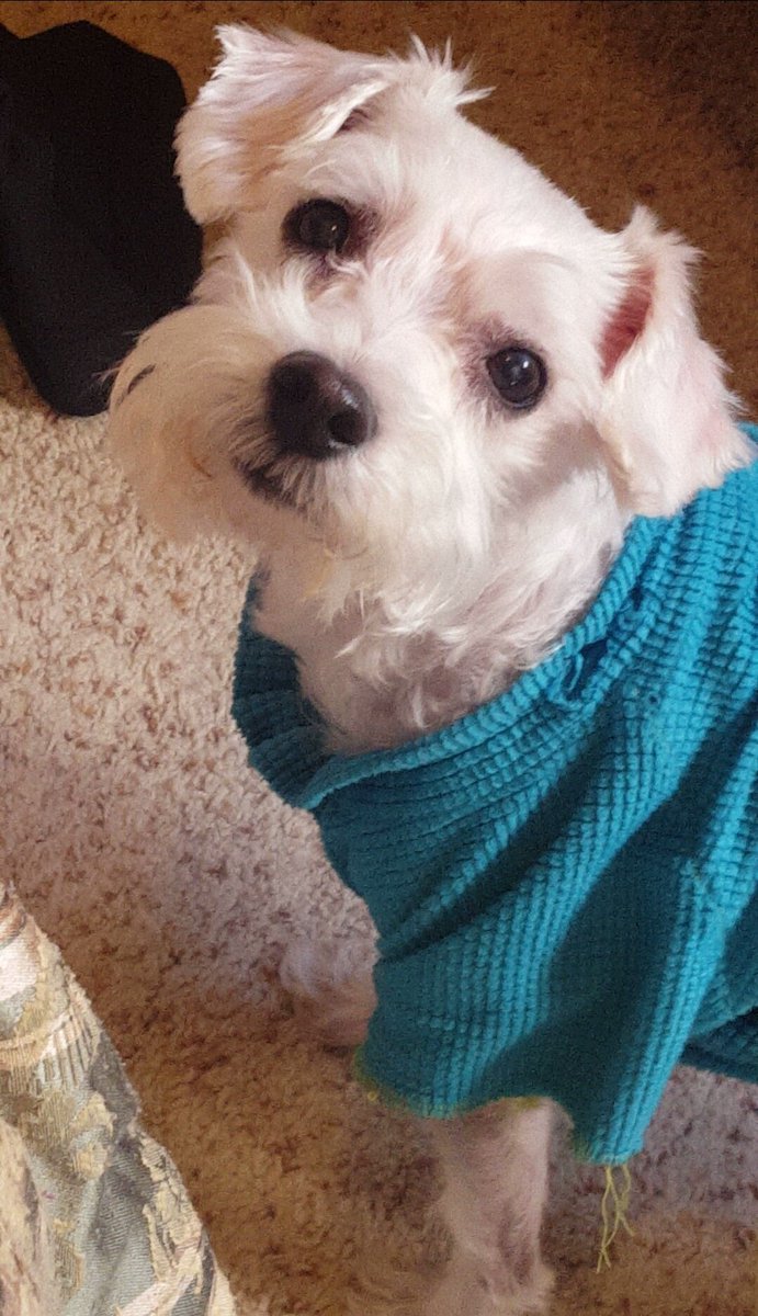 FreebirdFunnday's tweet image. I think about my puppy every day
🐾🩷🌼💔
15 years together was not enough
I miss you Luvbug
🩷🐾🩷🐾🩷

#diadelosmuertos #luvbug #inlovingmemory