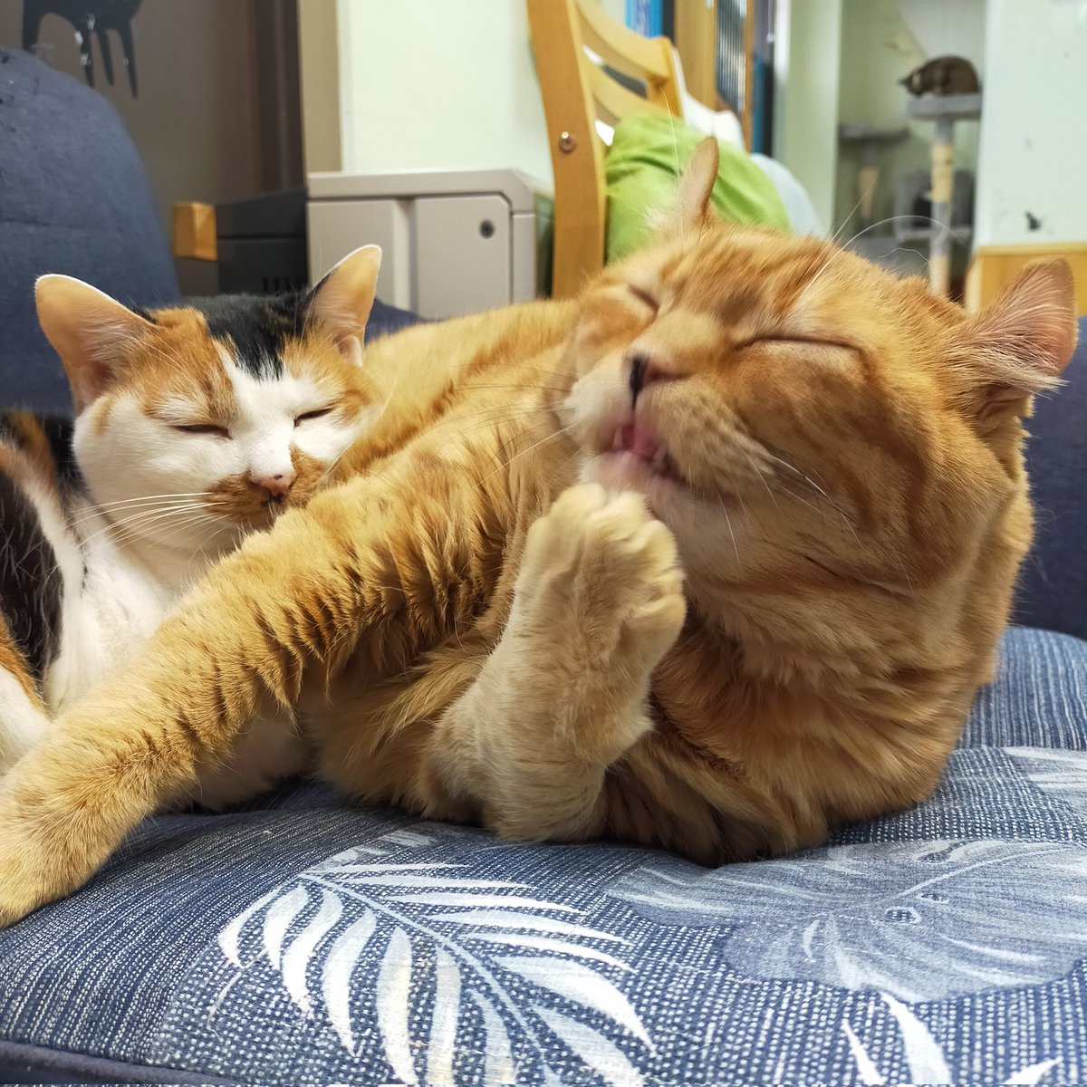 aizu_megoneko's tweet image. まるで冬空の火曜日
#會津めごねこ 営業中です

日毎に季節が進み冬の気配すら感じます
今日も寒いです

11匹のめごい猫との触れ合いにどうぞお立寄りください🐱

人懐っこい猫がお膝に乗れば温かくて幸せ気分になりますよ❤

#触れ合える猫カフェ
#猫休日
#固定ポスト見てね
#会津 ＃cat