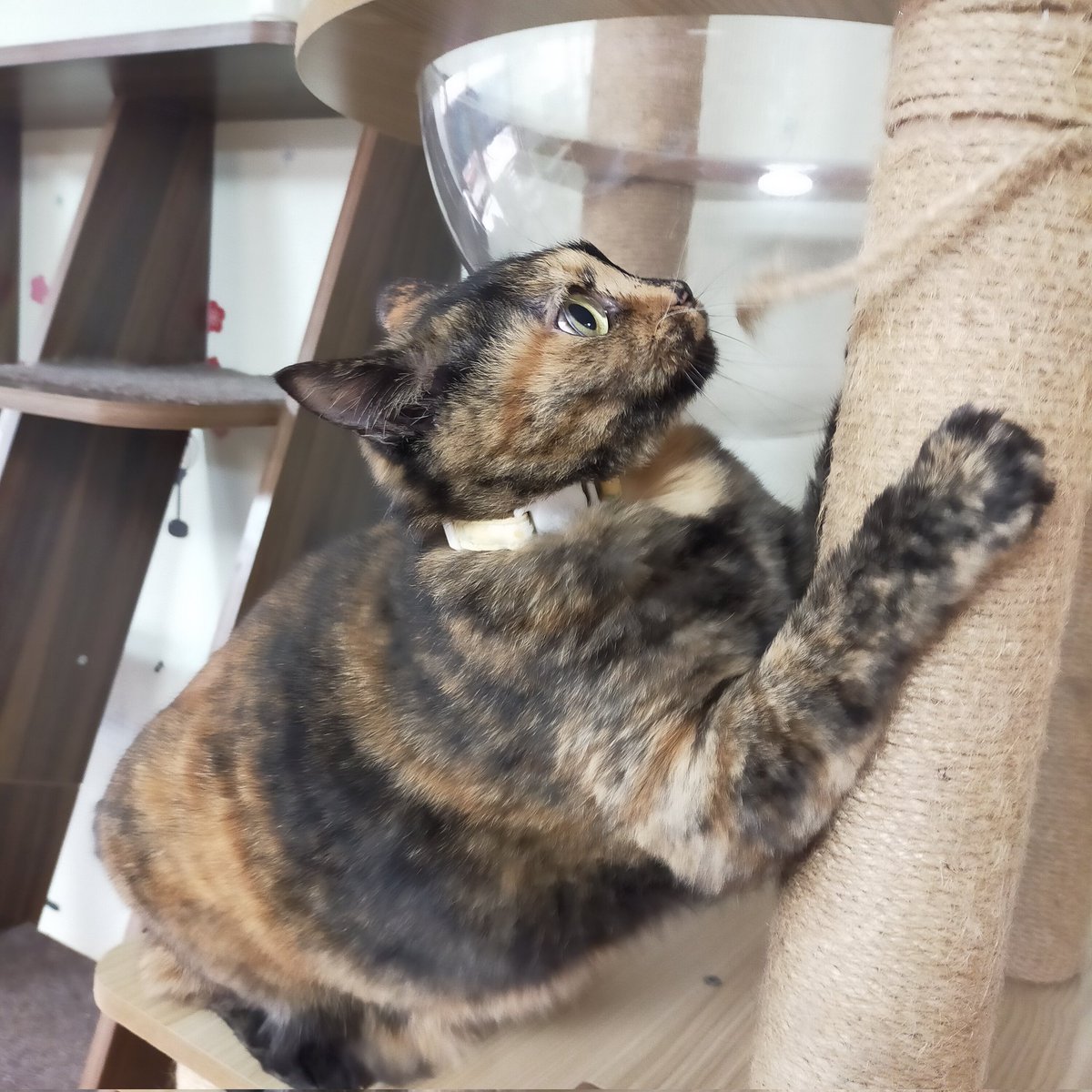 aizu_megoneko's tweet image. まるで冬空の火曜日
#會津めごねこ 営業中です

日毎に季節が進み冬の気配すら感じます
今日も寒いです

11匹のめごい猫との触れ合いにどうぞお立寄りください🐱

人懐っこい猫がお膝に乗れば温かくて幸せ気分になりますよ❤

#触れ合える猫カフェ
#猫休日
#固定ポスト見てね
#会津 ＃cat