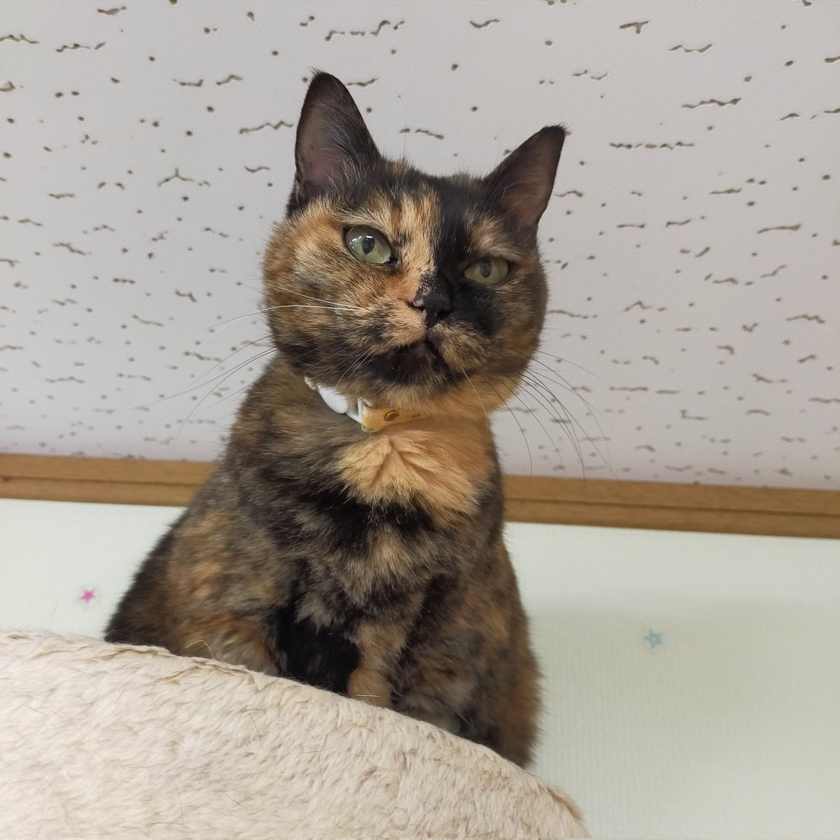 aizu_megoneko's tweet image. まるで冬空の火曜日
#會津めごねこ 営業中です

日毎に季節が進み冬の気配すら感じます
今日も寒いです

11匹のめごい猫との触れ合いにどうぞお立寄りください🐱

人懐っこい猫がお膝に乗れば温かくて幸せ気分になりますよ❤

#触れ合える猫カフェ
#猫休日
#固定ポスト見てね
#会津 ＃cat