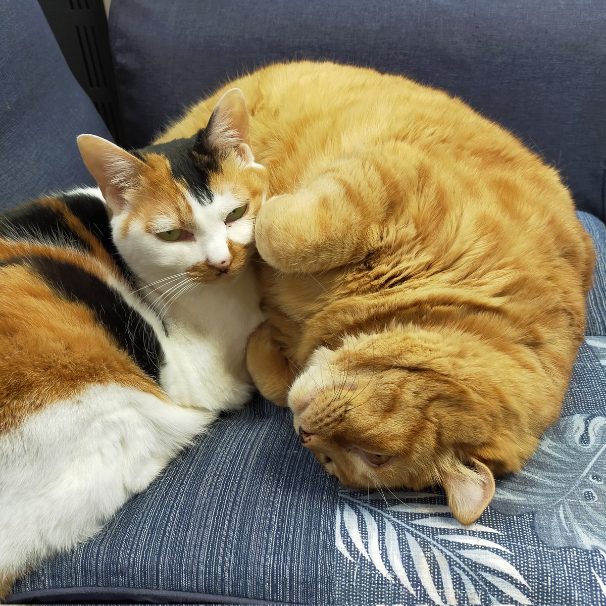 aizu_megoneko's tweet image. まるで冬空の火曜日
#會津めごねこ 営業中です

日毎に季節が進み冬の気配すら感じます
今日も寒いです

11匹のめごい猫との触れ合いにどうぞお立寄りください🐱

人懐っこい猫がお膝に乗れば温かくて幸せ気分になりますよ❤

#触れ合える猫カフェ
#猫休日
#固定ポスト見てね
#会津 ＃cat