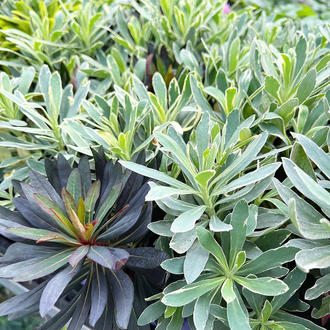 園芸ネット on X