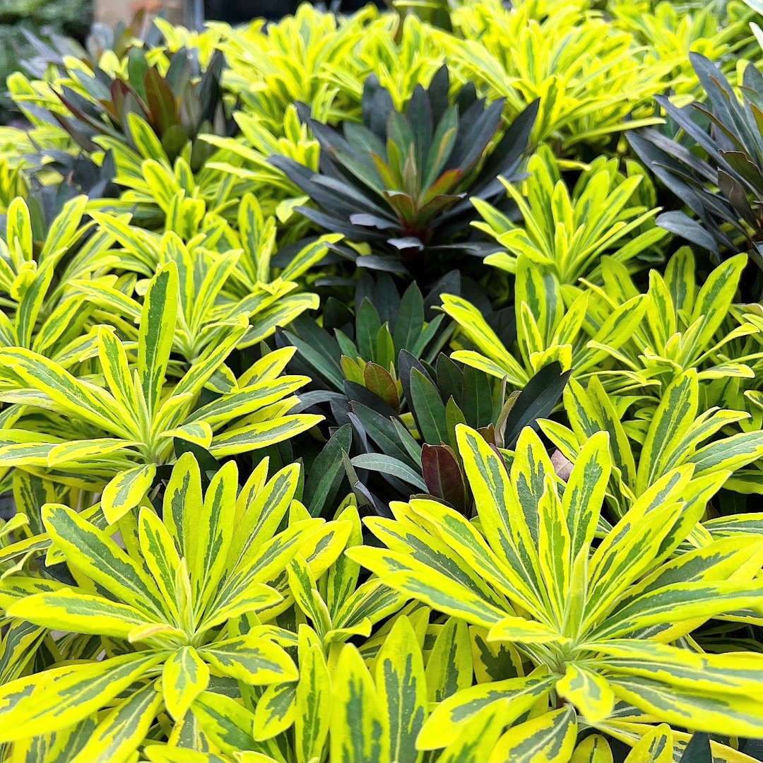 園芸ネット on X