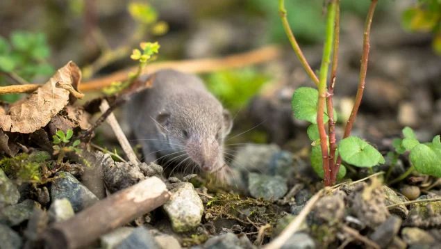 Los zoólogos hacen  esfuerzos por conservar especies, definitiva extinción de la musaraña de la Isla de Navidad (Crocidura trichura), el último representate de linaje en Australia. Se une a la lista de 40 especies de mamíferos terrestres desaparecidas en el país desde 1788