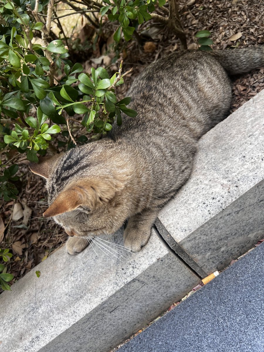 団地の野良猫、邪魔されない幸せ、彼は花々の間を行き来して、目の中に霊的な光がある。
もしかしたら、私たちの見えないところには、彼は自分の小さな世界を持っていて、そこは幸せそうな顔をしているのかもしれません☺