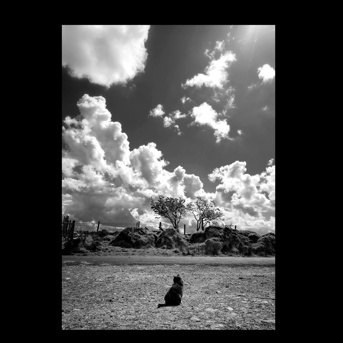 #TongueOutTuesday Good Morning, #cats and significant others 🤞 🌄 🐾 🍗 ☕ 🌄 🐈😼🖖 Have a Good Day ❤️ 🐾