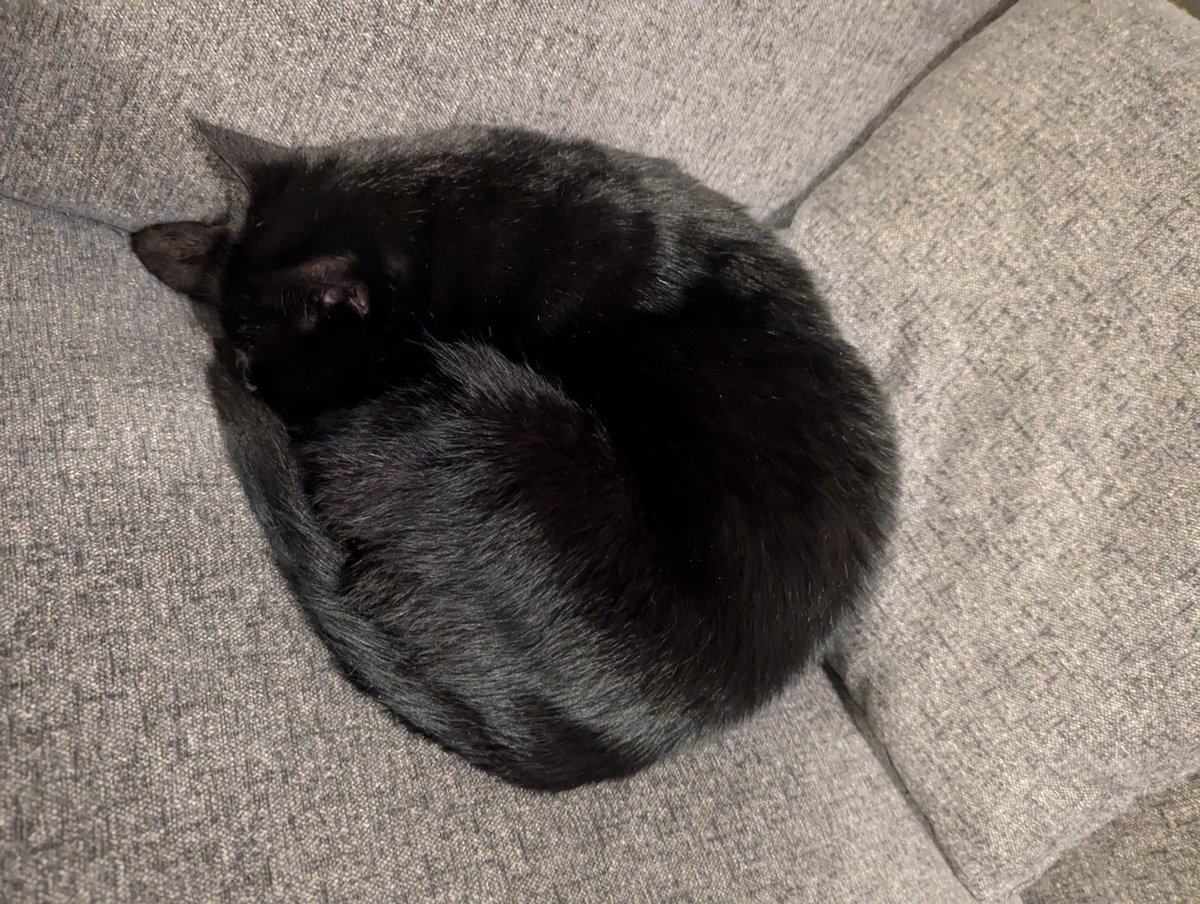 abbydan23's tweet photo. Ming Ming is sleeping 🐈‍⬛🐈‍⬛ https://t.co/3mAuZCJE3x