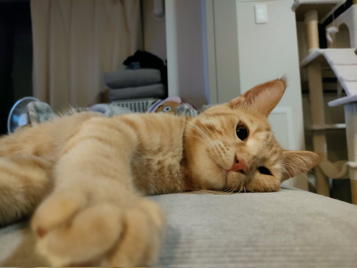 Y9x9's tweet photo. 今日はみかんちゃんの手術。夜中に猫の去勢手術のYoutubeを見てしまい、これは人間のエゴなのかと、考えてしまい🥲　動物病院の先生に伝えたら、例え家猫1匹だったとしてもオス猫と暮らすには手術した方がお互いのメリットは大きいですよ。と丁寧に教えてくれました🙏 https://t.co/7GWsK4S5Ou