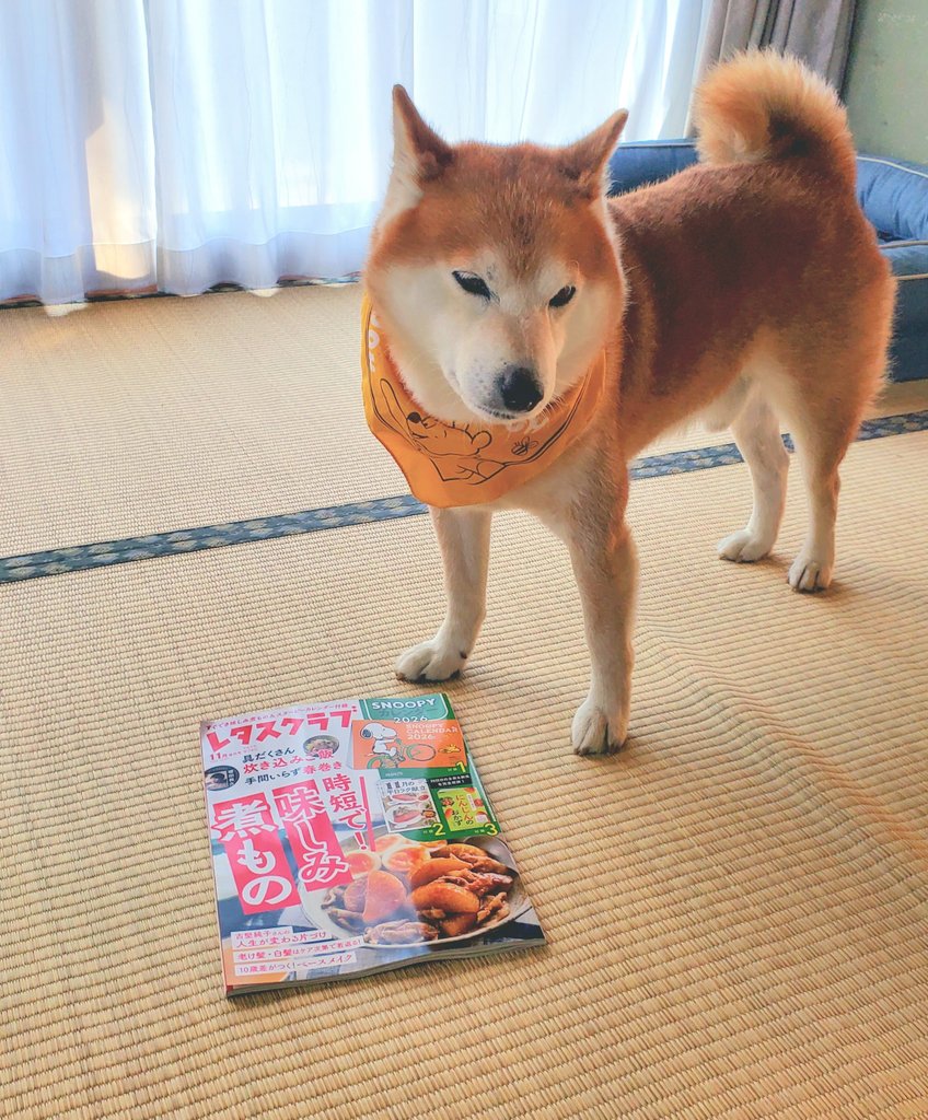 ハンドメイド 可愛い柴犬ちゃんパネル❣️ 5/19♡柴犬♡夏♡パネル