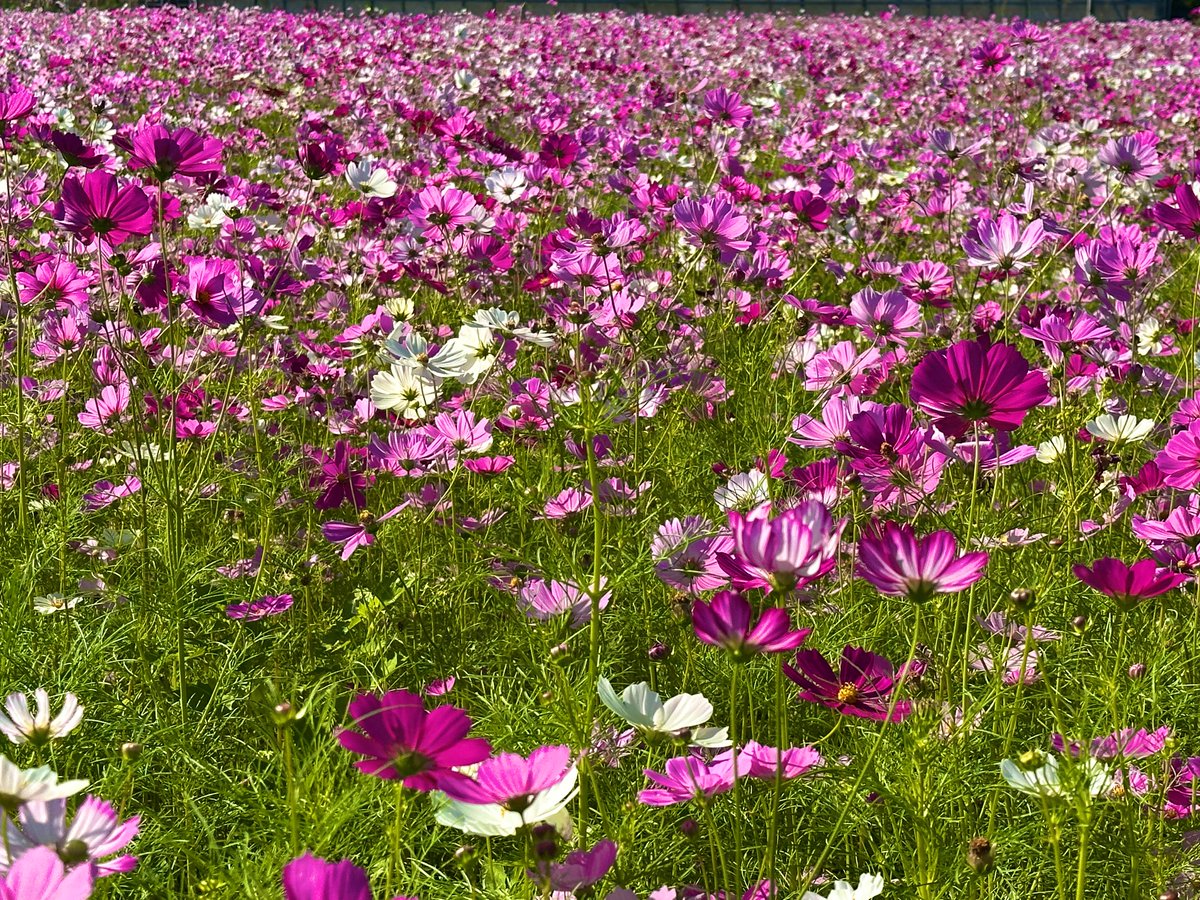 コスモス adidas ZX 8000 atmos G-SNK11 