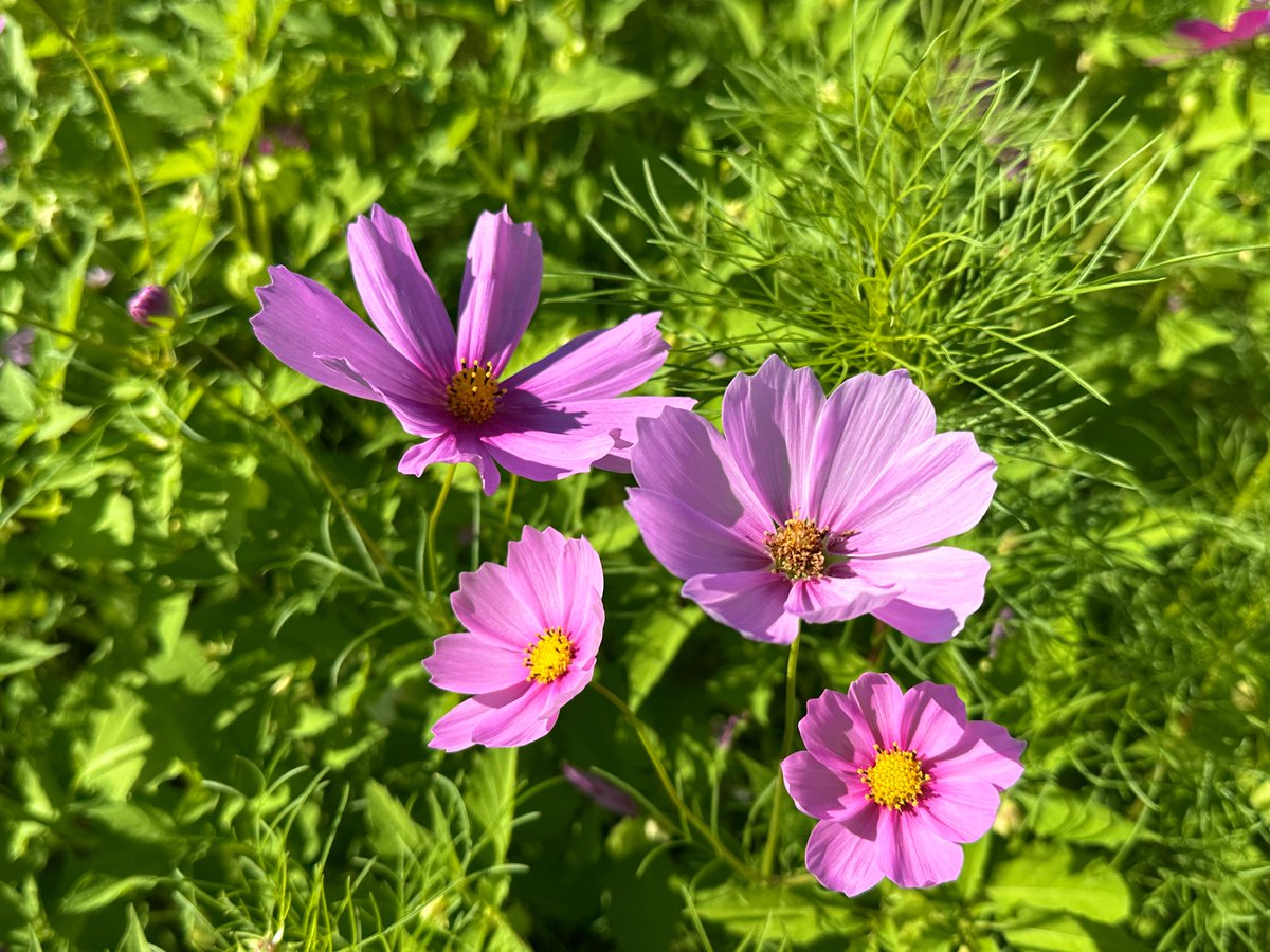 ω˘ ) .｡oO(とおるちゃん） on X