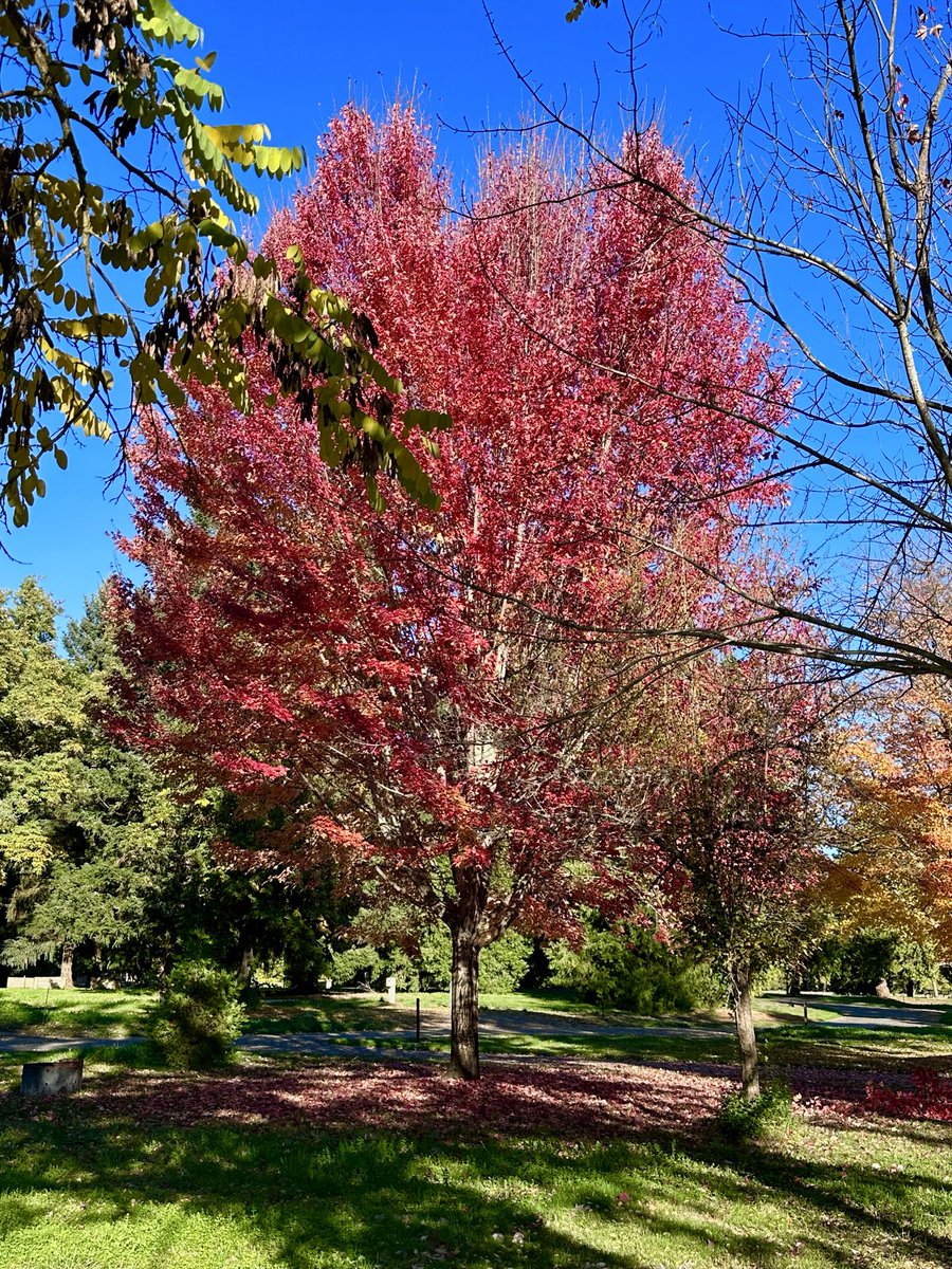 MikeChritton's tweet image. 