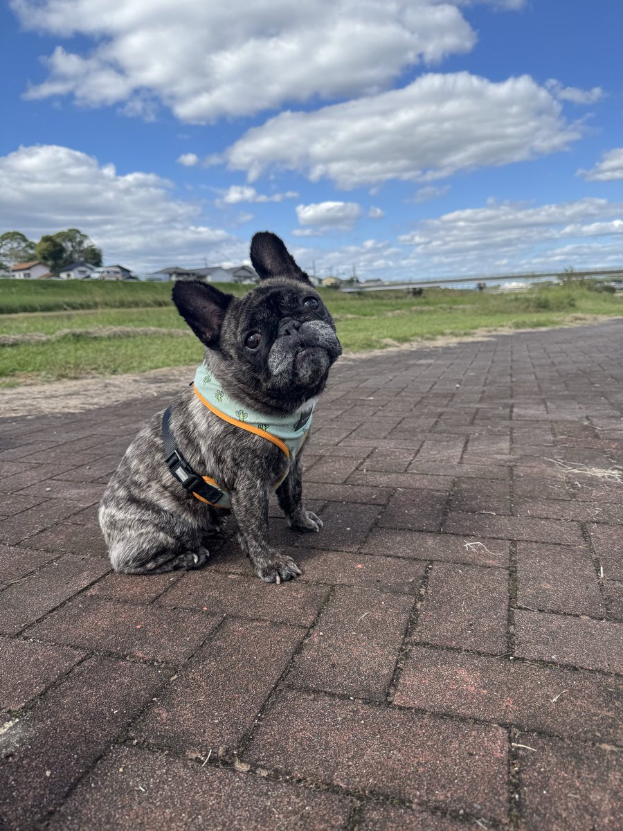 RAV0310's tweet photo. お散歩日和🐶🐾🎶 https://t.co/O4xkbIlRPN