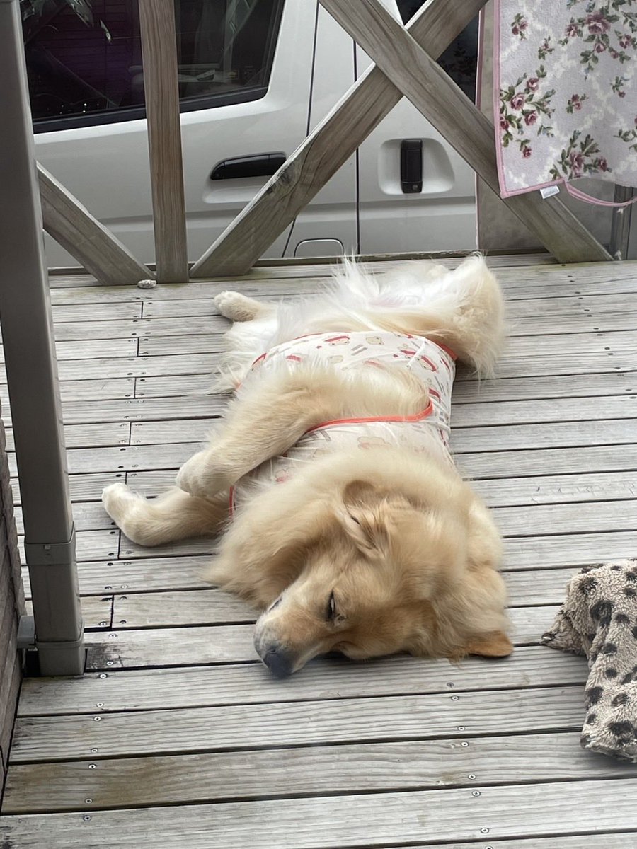 ゴールデン＠チップ (@zawaten30) / Posts / X