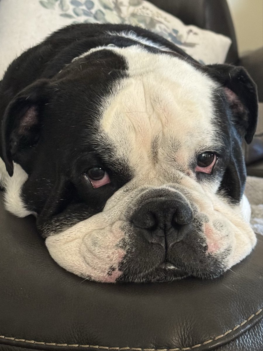 stykwolf1's tweet photo. @barney_bulldog https://t.co/o7lW3yqxDs