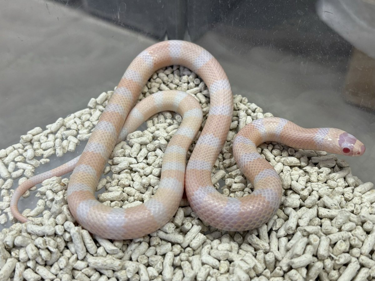 稀少　ホワイトスカンク　goro's等のカスタムに　46 爬虫類倶楽部中野本店 本アカウント on X