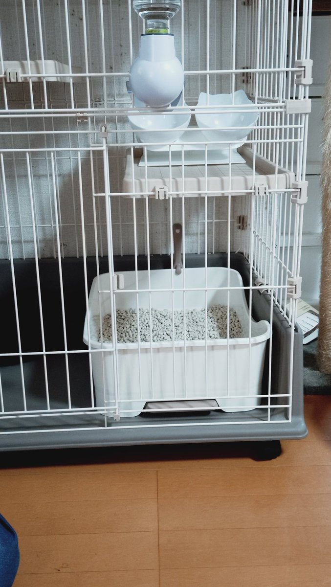 にゃおん にゃおん♪ on X