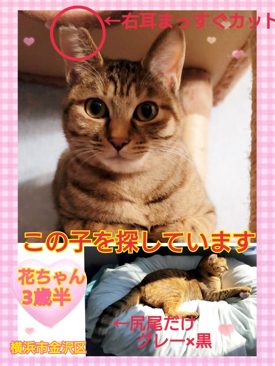 桜猫様確認ページ 桜猫 on X